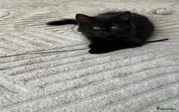 Mixed Breed cats for sale: 3 kittens for sale  - Image 4