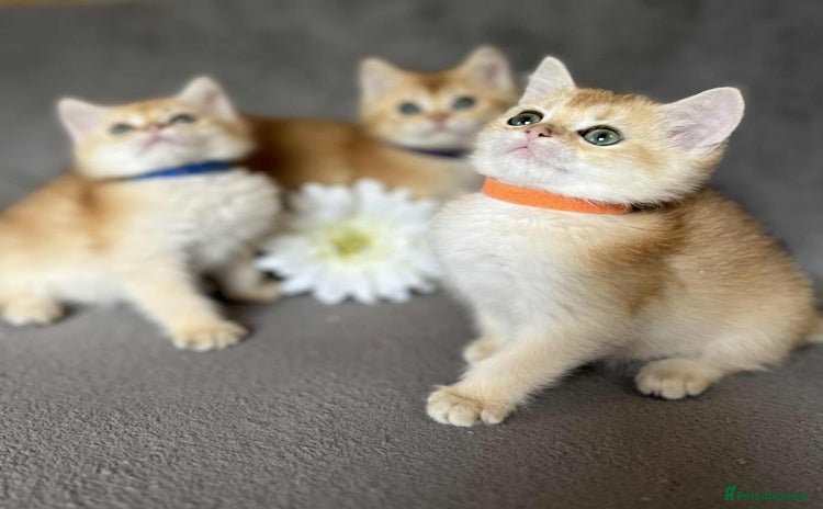 British Shorthair cats - Advert 2