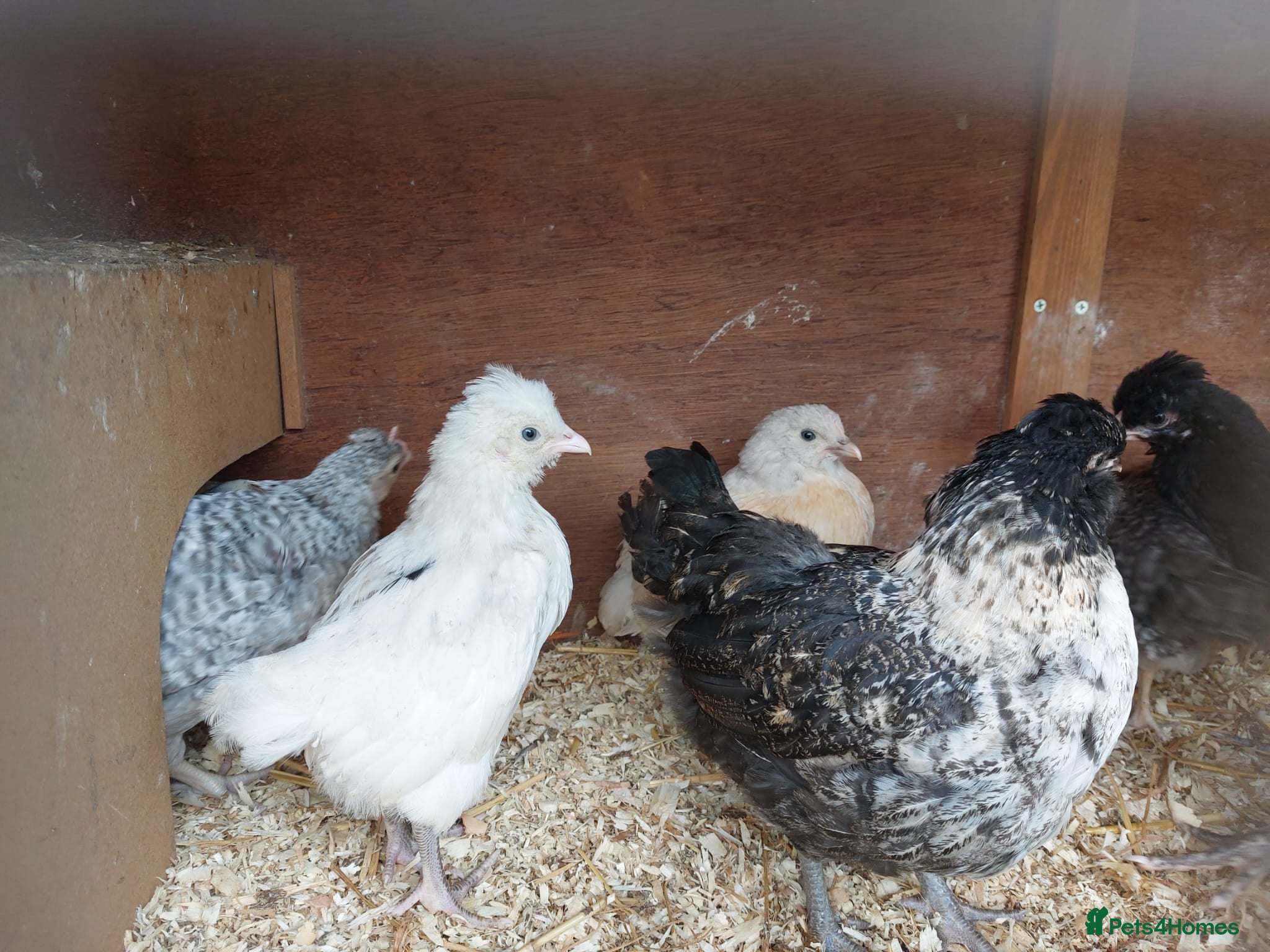 Chickens poultry Off heat chicks  - Advert 16