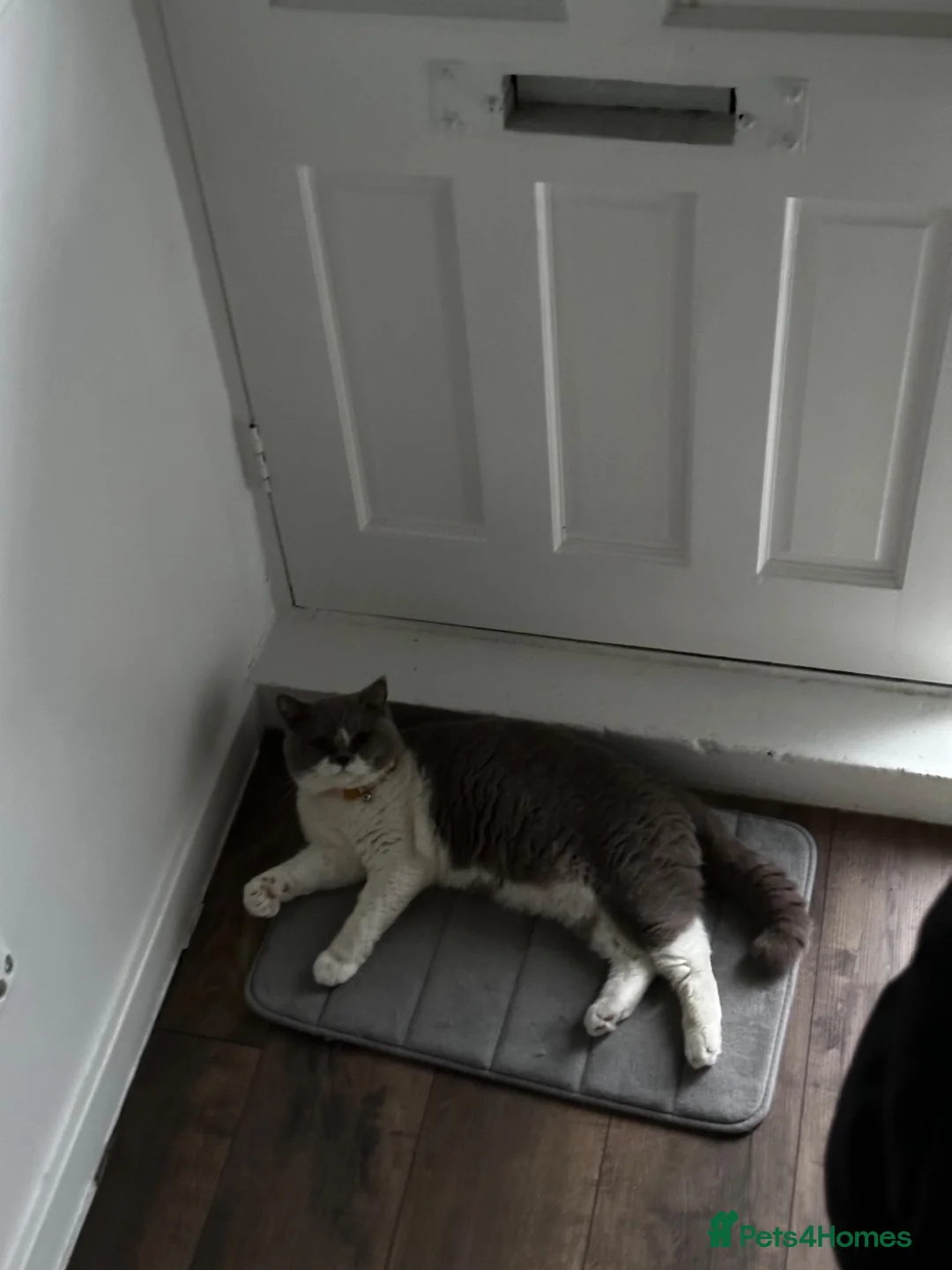 Ragdoll cats for sale: 3 adult cats - 2 Full British short hair brothers - Advert 2