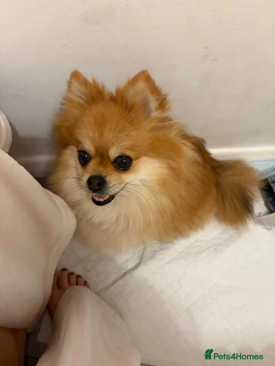 Pomeranian dogs for sale: Beautiful Miniature Pomeranian  - Advert 23