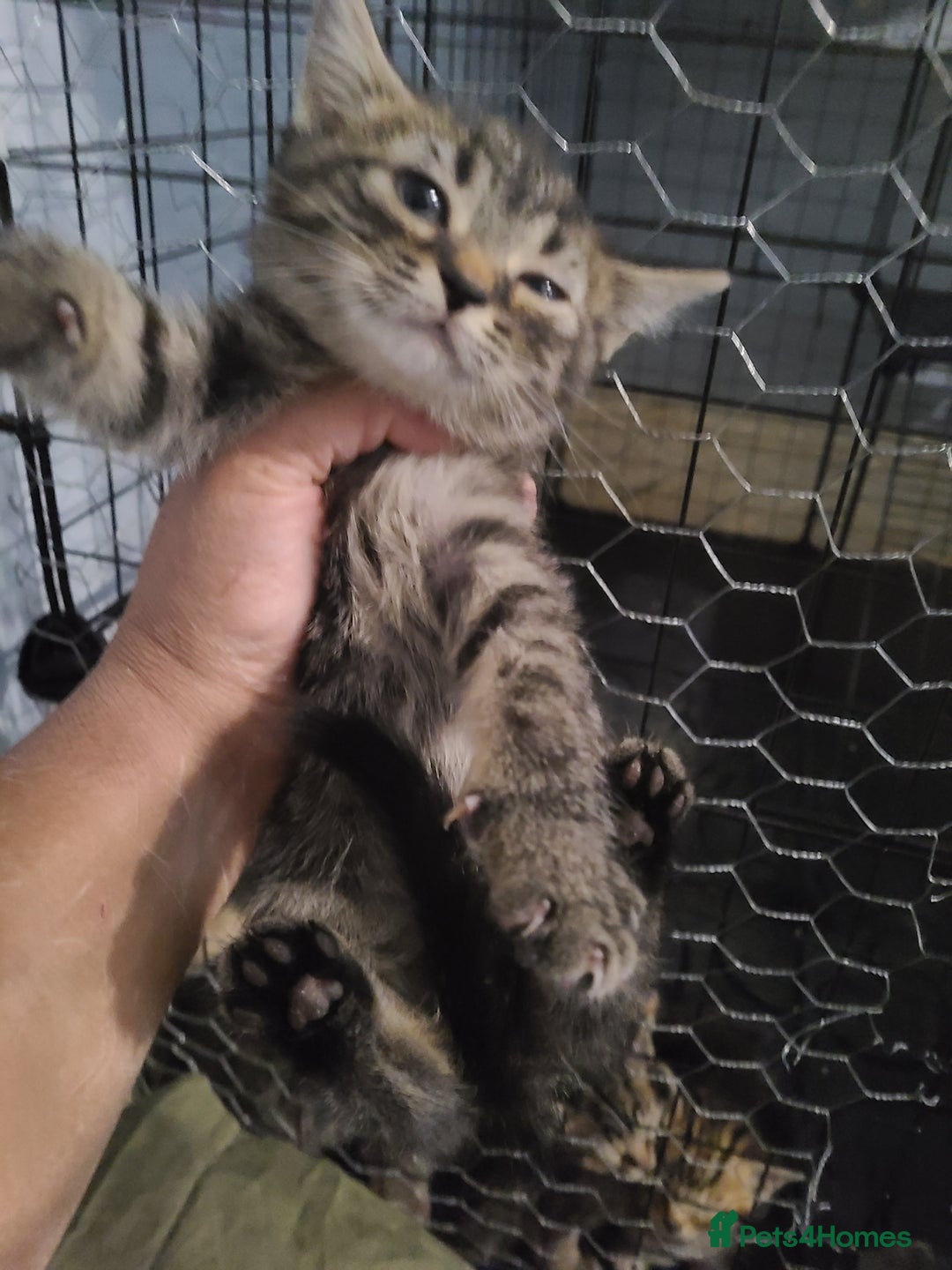 Ragdoll cats for sale: Kittens for sale - Image 24