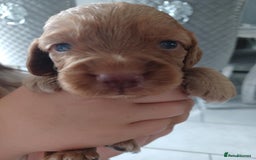 Cocker Spaniel dogs for sale: Kc registered cocker spaniel puppies - Image 14