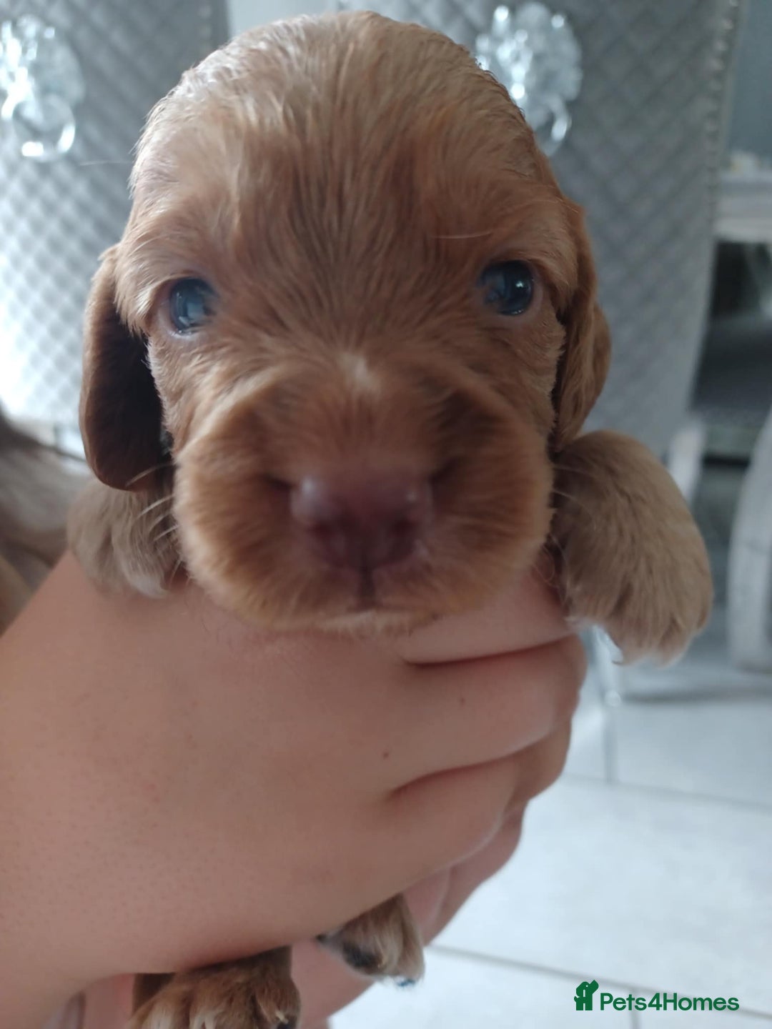 Cocker Spaniel dogs for sale: Kc registered cocker spaniel puppies - Image 14