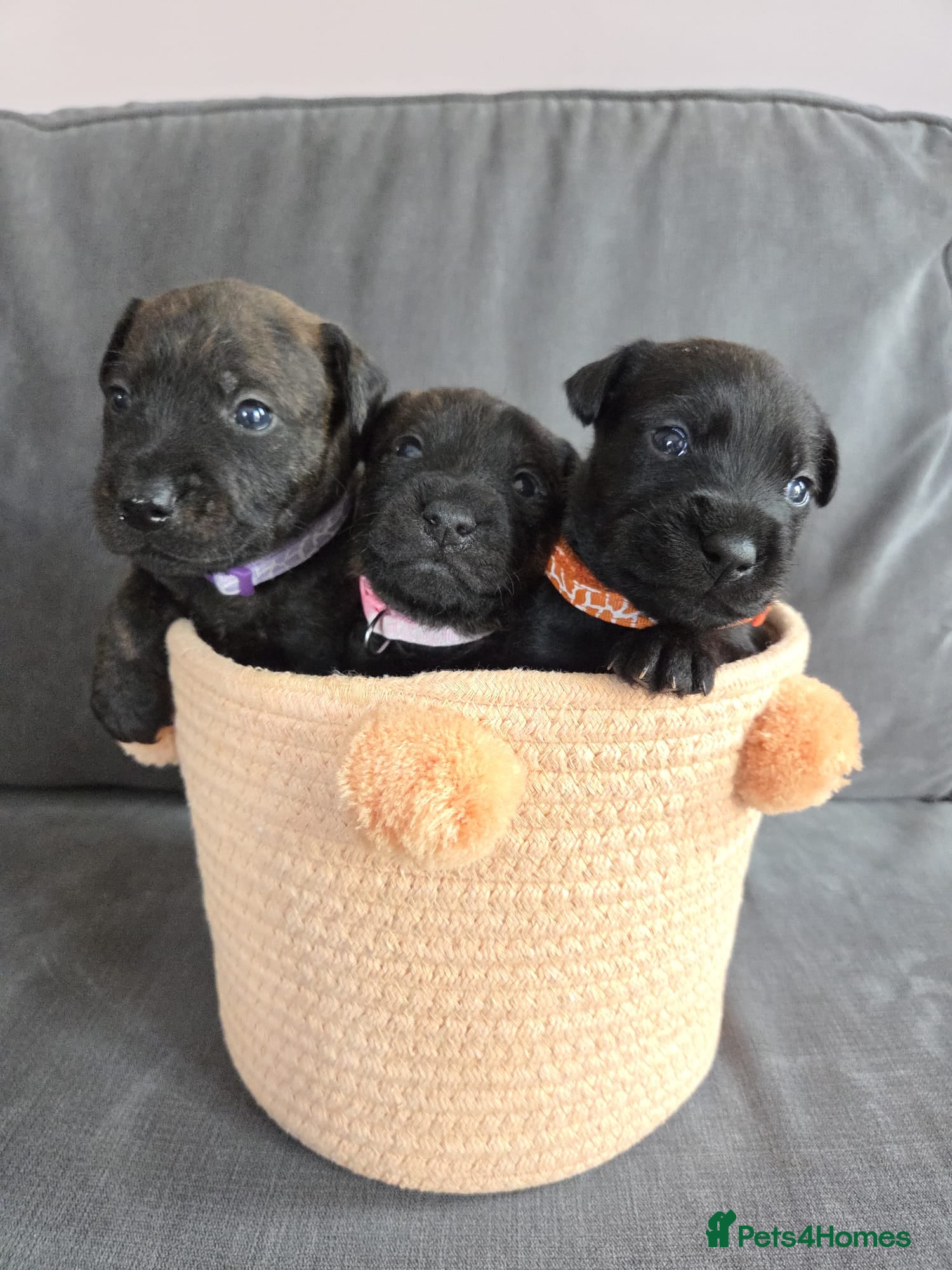 Mixed Breed dogs KC Blue staff X KC Irish terrier puppies  - Advert 1