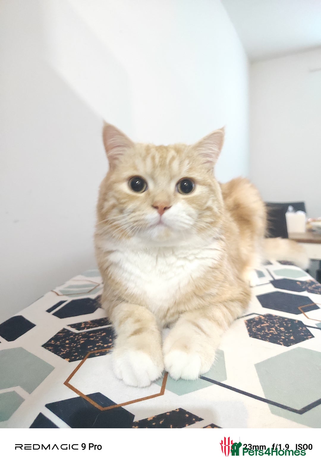 Mixed Breed cats for sale: Indoor, Half Persian Cat – Ideal for a Quiet Home - Image 6