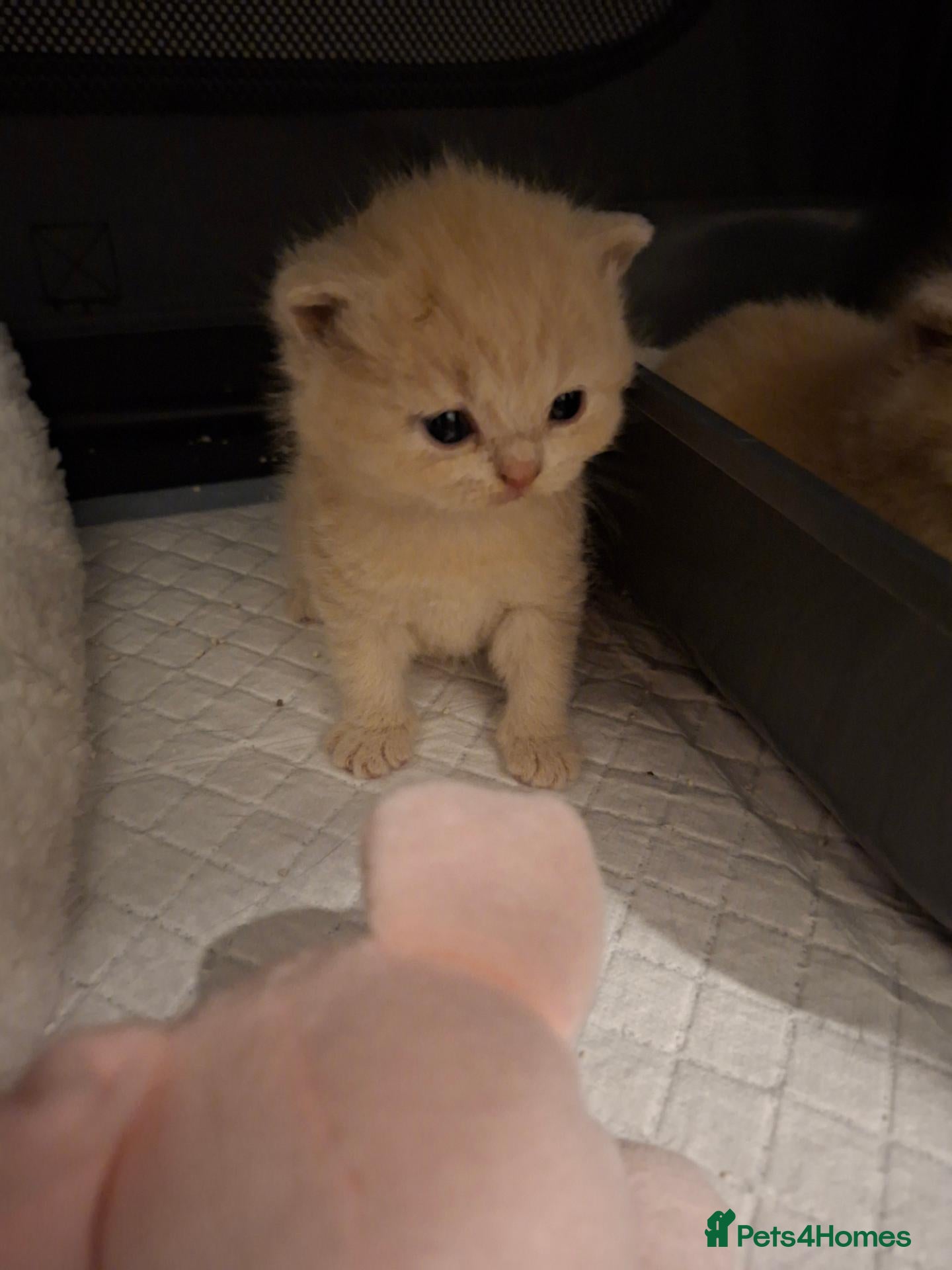 British Shorthair cats Stunning Chunky GCCF British Shorthair Kittens - Advert 1