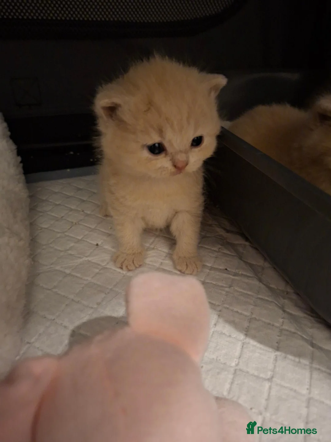 British Shorthair cats for sale: Stunning Chunky GCCF British Shorthair Kittens - Advert 1