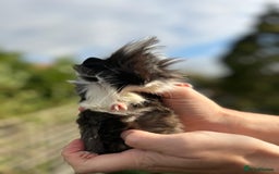 Guinea Pig rodents for sale: Stunning baby guinea pigs  - Image 6