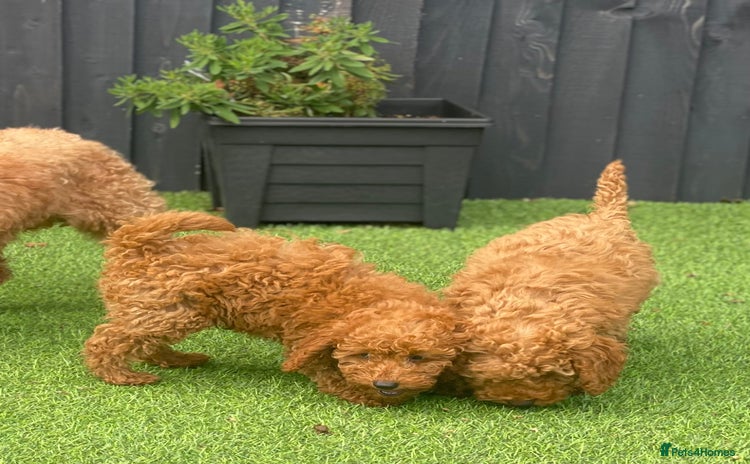 Miniature Poodle dogs - Advert 5