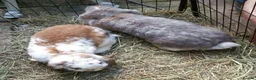 French Lop rabbits for sale: Giant French Lop Adult Doe - REHOME - VACCINATED  - Advert 6