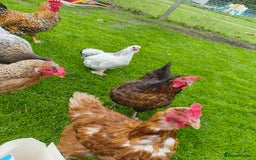 Chickens poultry for sale: Chickens looking for new home - Image 4