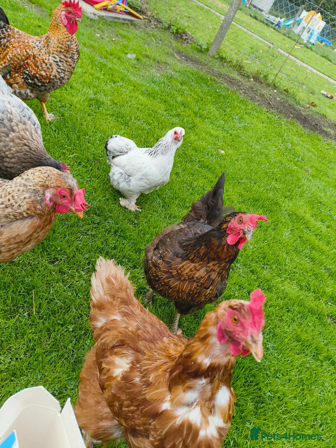 Chickens poultry for sale: Chickens looking for new home - Image 4