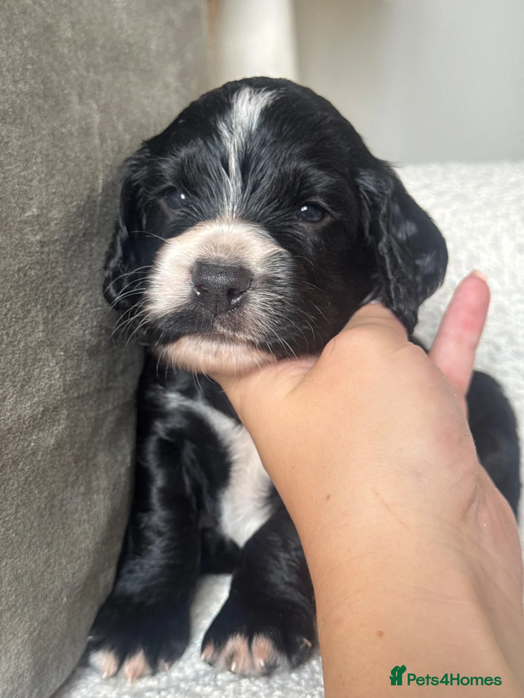 Cocker Spaniel dogs for sale: 1 black boy left  - Advert 15