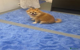 Pomeranian dogs for stud: Reggie the pom - Image 8