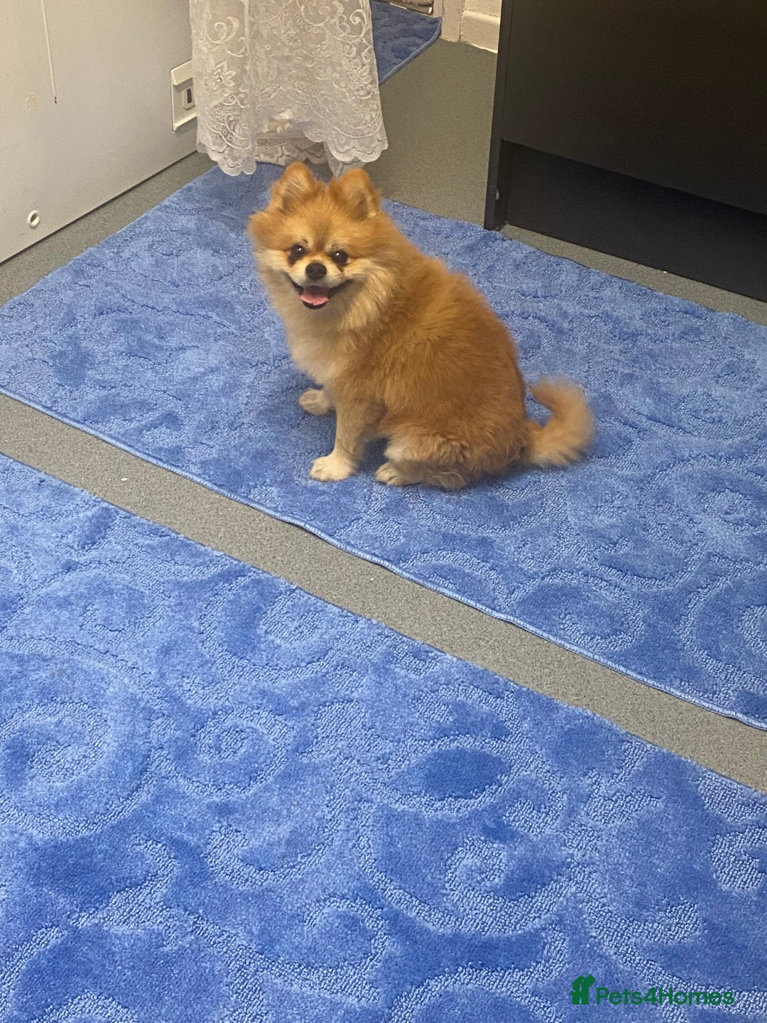 Pomeranian dogs for stud: Reggie the pom - Image 8