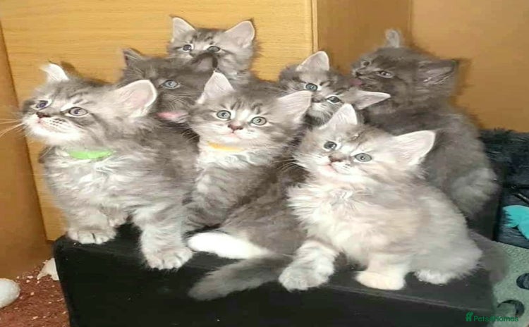 Maine Coon cats Beautifall Maine coon kittens - Advert 1