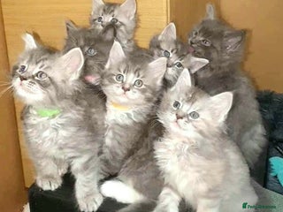 Maine Coon cats Beautifall Maine coon kittens - Advert 8