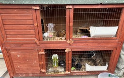 Guinea Pig rodents for sale: 6 female pigs, 1 female baby pig and 1 male pig - Image 1