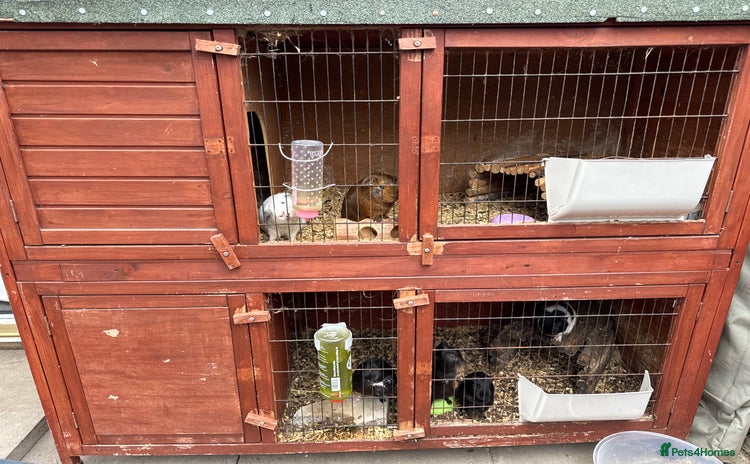 Guinea Pig rodents - Advert 2