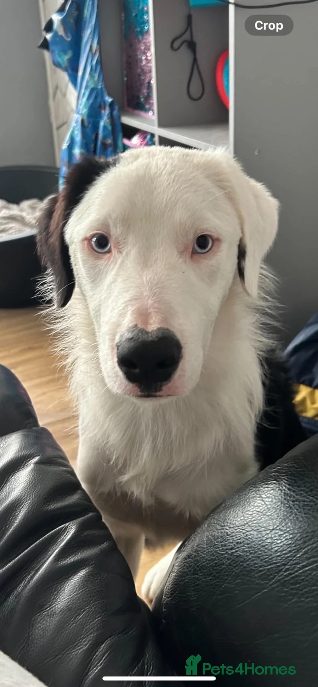 Border Collie dogs for sale: Border Collie Male 3 Years Old in Hull - Advert 2