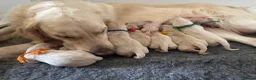 Golden Retriever dogs for sale: Health tested, KC reg Golden retriever puppies - Advert 3