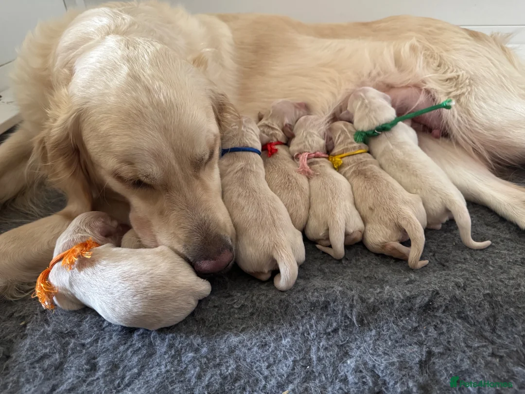 Golden Retriever dogs for sale: Health tested, KC reg Golden retriever puppies - Advert 3