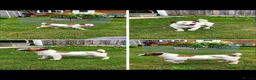 Mixed Breed dogs for sale: Border terrier x jack russel  - Advert 7