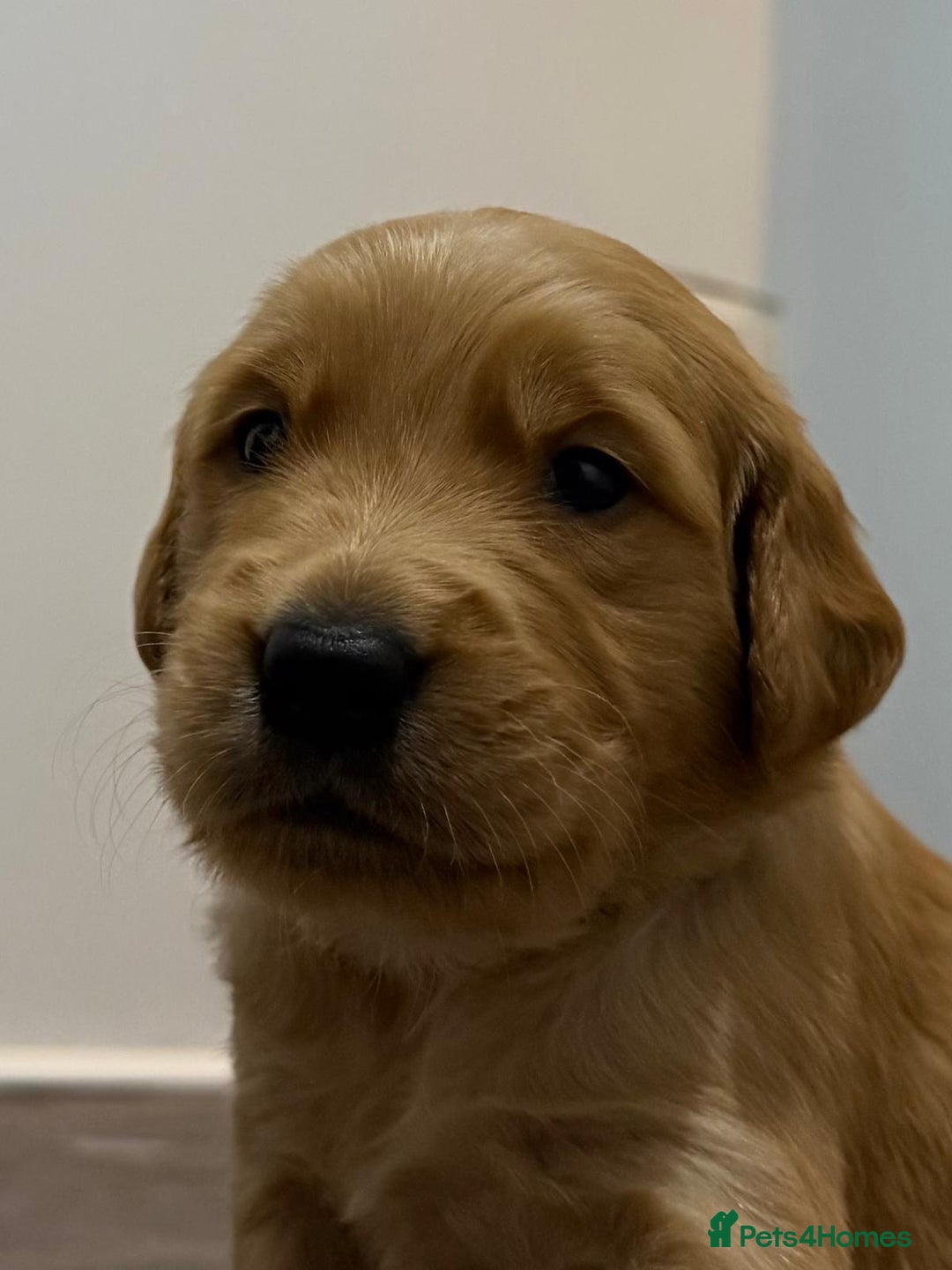 Golden Retriever dogs for sale: Dark Red Golden Retriever Pups  - Image 25