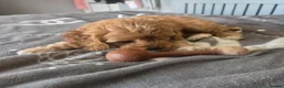 Cavapoo dogs for sale: Teddy bear F1 cavapoo  - Advert 32