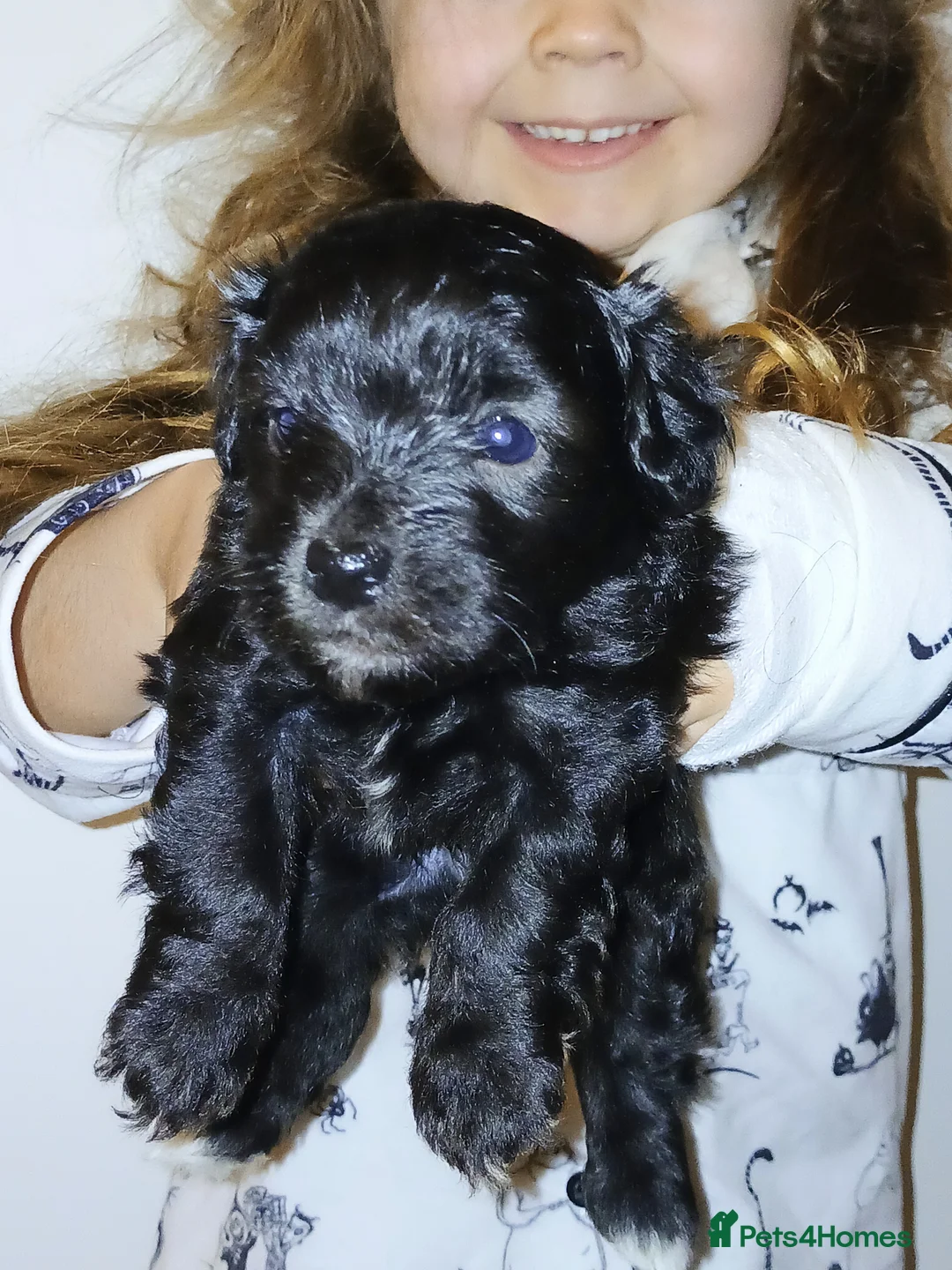 Jackapoo dogs for sale: 🌈 Gorgeous Rainbow Jackapoo Puppies in Newcastle upon Tyne - Advert 18