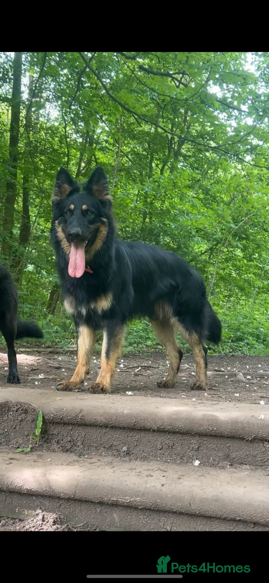 German Shepherd dogs for sale: Rocco is looking for a new home  - Advert 1