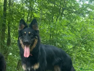 German Shepherd dogs Rocco is looking for a new home - Advert 1