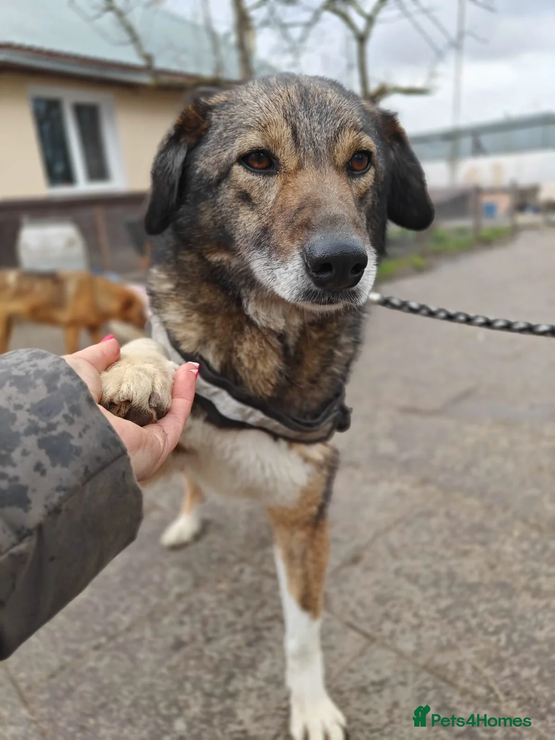 Mixed Breed dogs for adoption: ❤️🐶 BINKY – HER WHOLE LIFE IN WAITING 🐶❤️ in Oxford - Advert 1