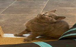 Russian Blue cats for sale: Russian Blue x BSH - Image 21