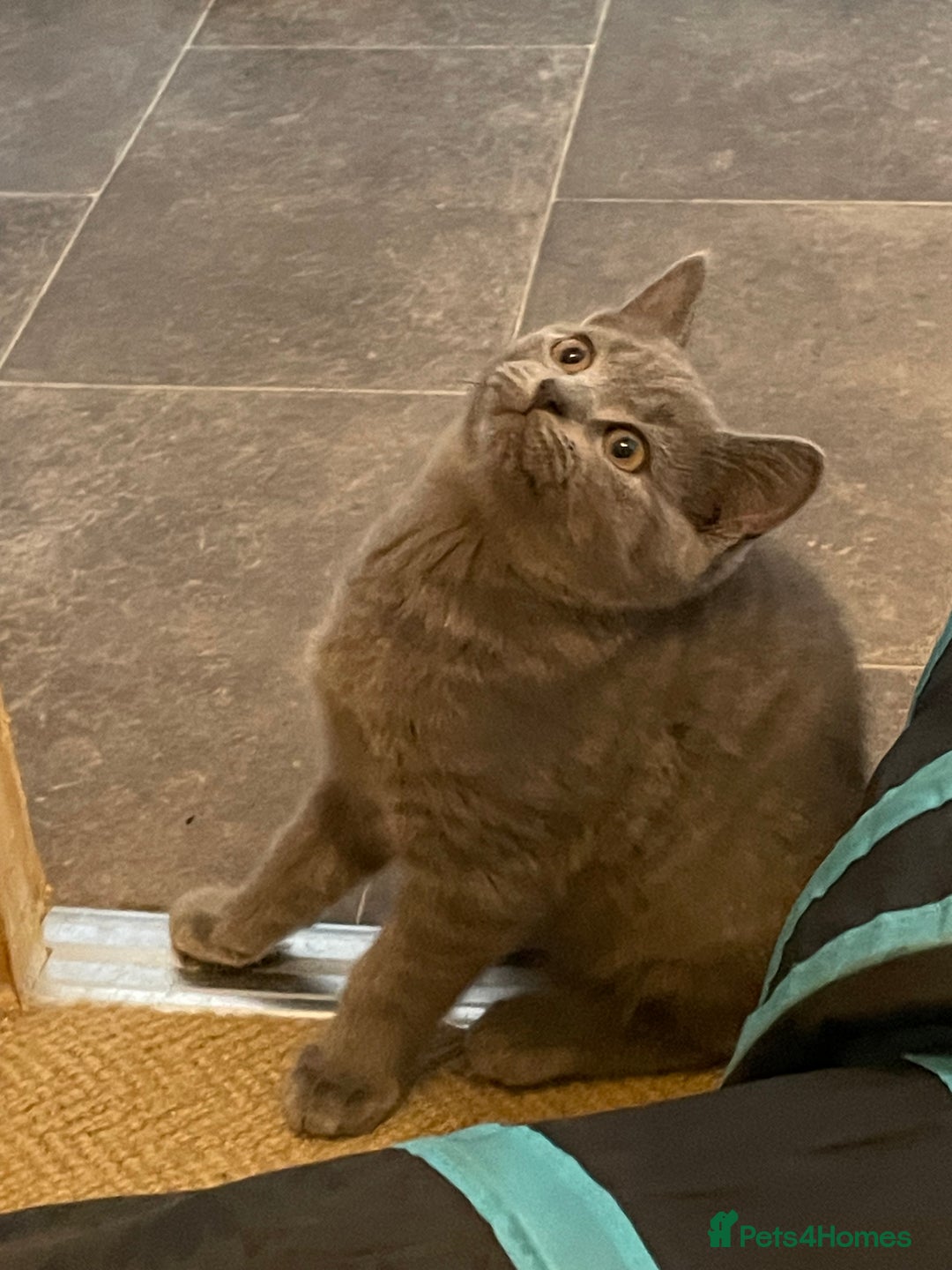 Russian Blue cats for sale: Russian Blue x BSH - Image 21