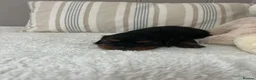 Cavalier King Charles Spaniel dogs for sale: Kc Reg’d, health tested female Cavalier pups - Advert 9