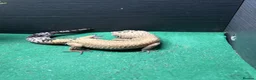 Leopard Gecko reptiles for sale: Female and Male Leopard Geckos For Sale - Advert 6