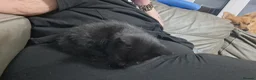 Mixed Breed cats for sale: Beautiful kittens for sale ready for home 17th May - Advert 33