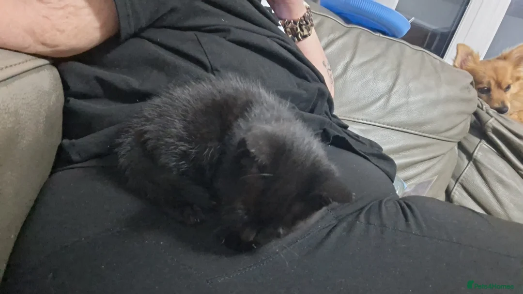 Mixed Breed cats for sale: Beautiful kittens for sale ready for home 17th May - Advert 33