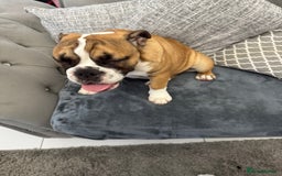 English Bulldog dogs for sale: British bulldog  - Image 3