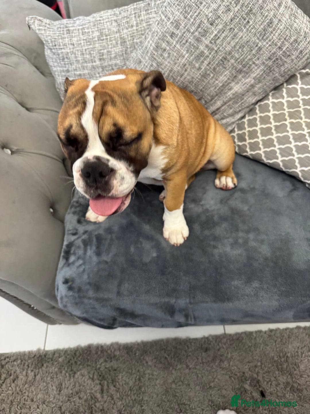 English Bulldog dogs for sale: British bulldog  - Image 3