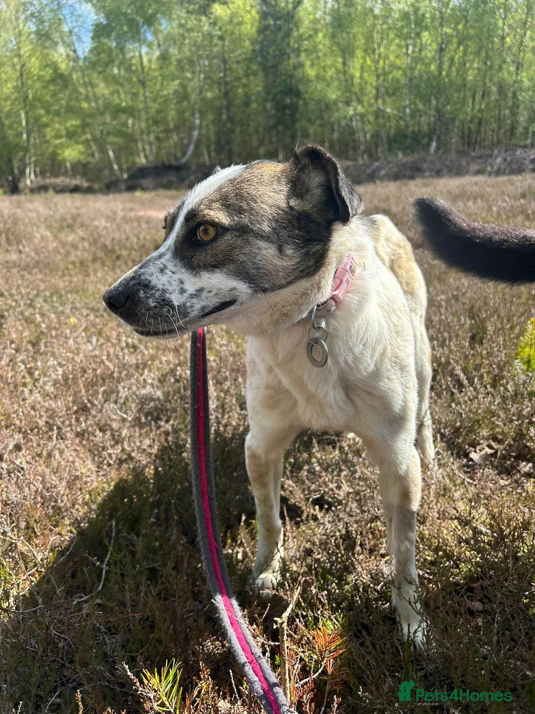 Mixed Breed dogs for adoption: Sherbet - Norwich Norfolk  in Norwich - Advert 20