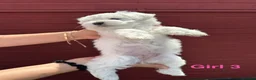 Bichon Frise dogs for sale:     🐶 6 Adorable Puppies Looking for a Home - Advert 23