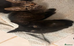 Mixed Breed cats for sale: 2 female black kittens and a tabby male  - Image 5