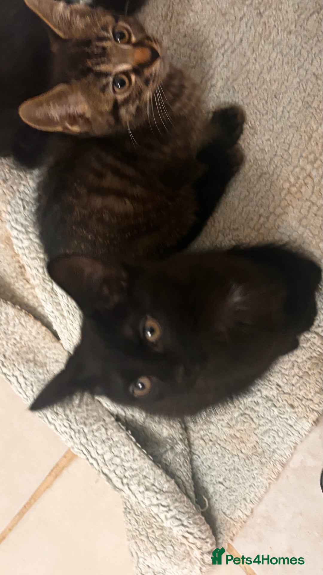 Mixed Breed cats for sale: 2 female black kittens and a tabby male  - Image 5