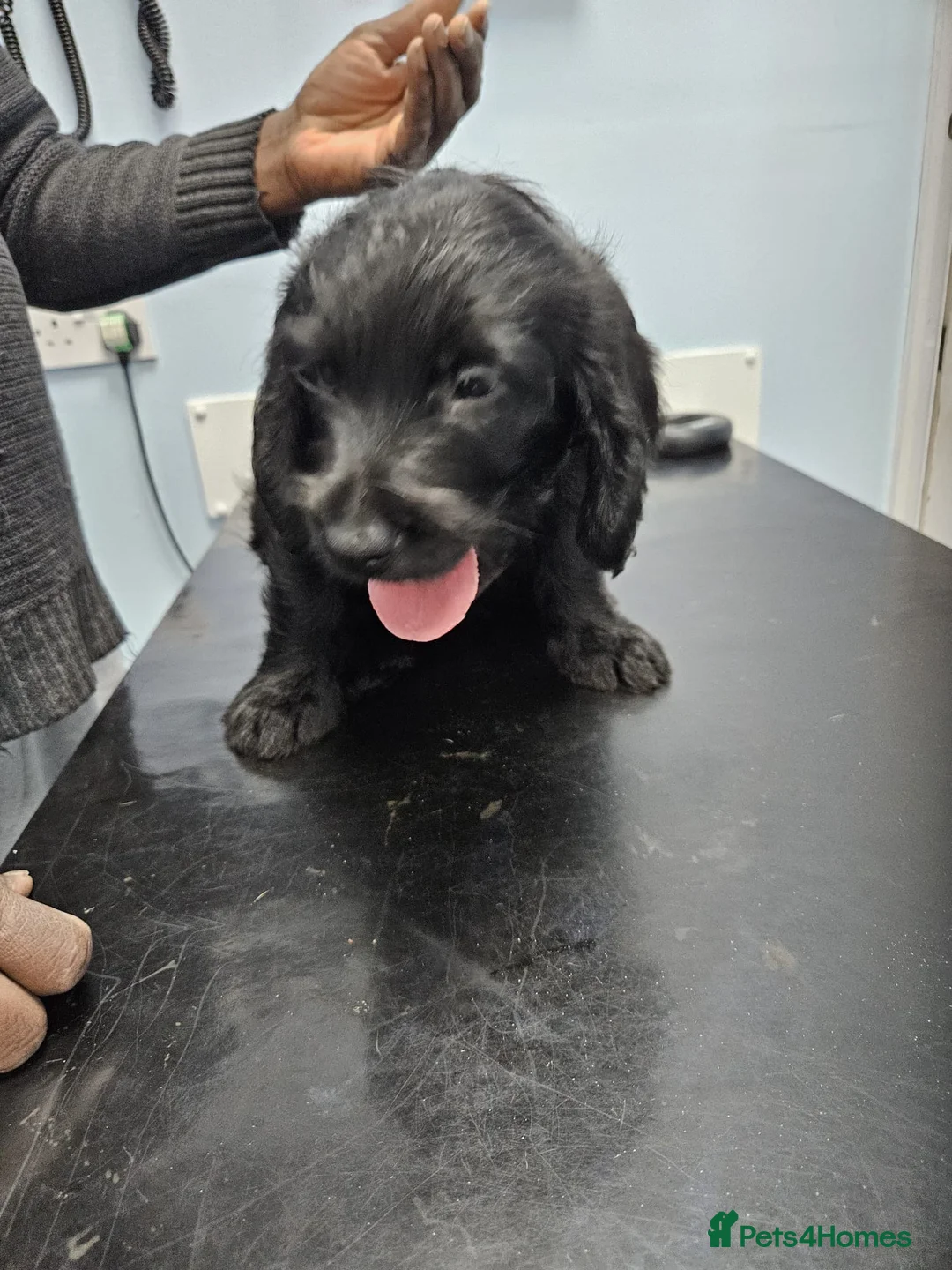 Labradoodle dogs for sale: PRICE DROP FOR LAST 2 Lovely Labradoodle pups! 🐶  - Advert 10