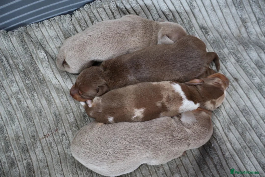Dachshund dogs for sale: Dachshund Puppy’s  - Advert 12