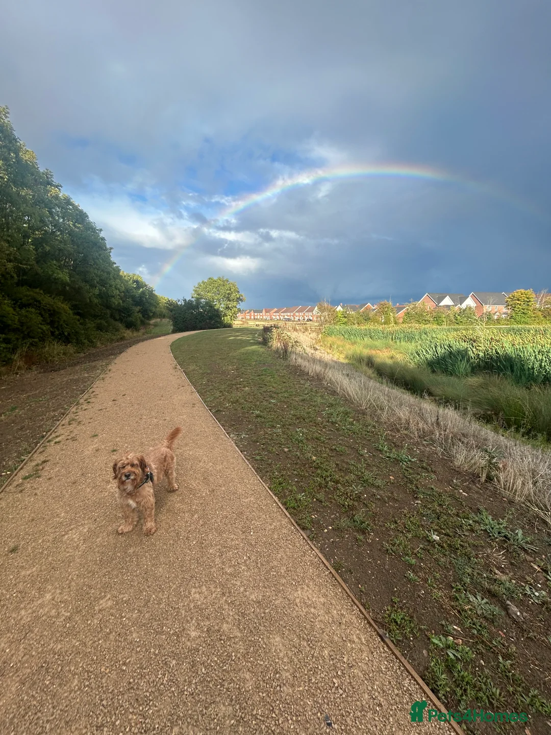 Cavapoo dogs for stud: Proven red Cavapoo stud  in Stratford-upon-Avon - Advert 6