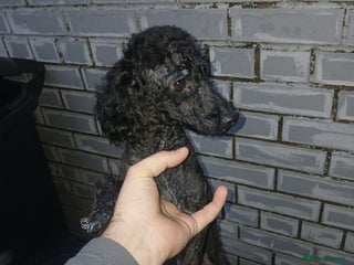 Toy Poodle dogs for sale - Advert 1
